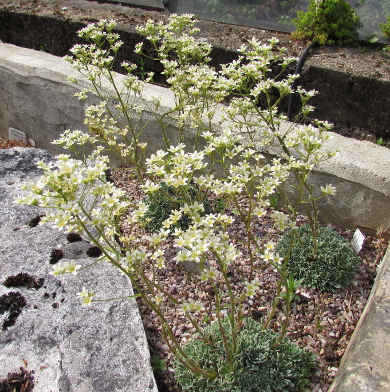 Saxifraga paradoxa